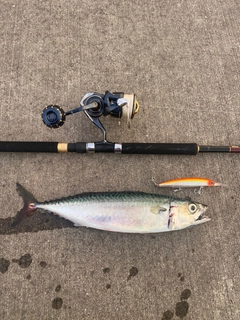 サバの釣果