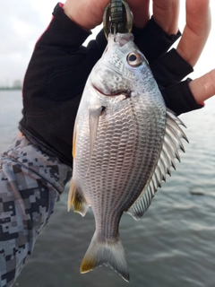 キビレの釣果