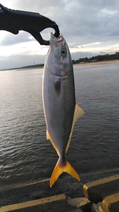 ツバスの釣果