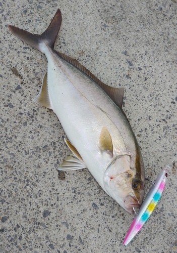 ショゴの釣果