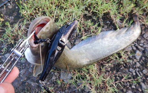 ナマズの釣果