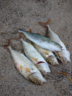 ショゴの釣果