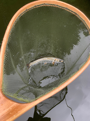 ウグイの釣果