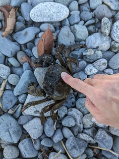 カニの釣果