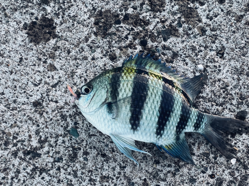 オヤビッチャの釣果