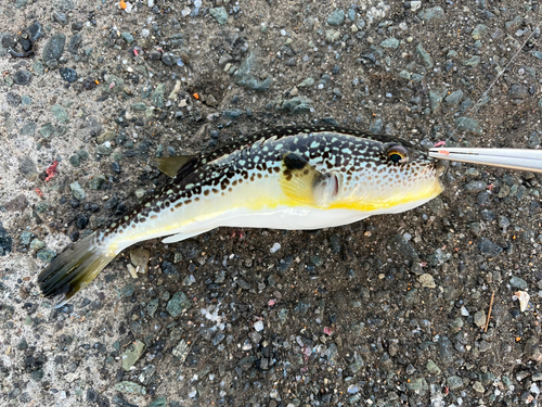 ショウサイフグの釣果