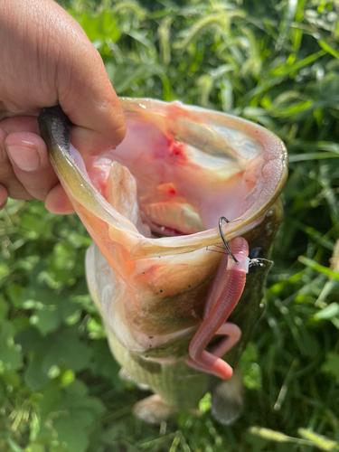 ブラックバスの釣果