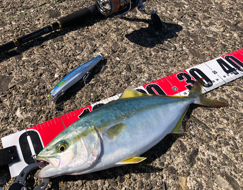 ワカシの釣果