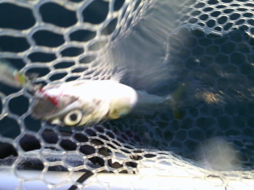 サバの釣果