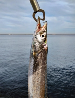 タチウオの釣果