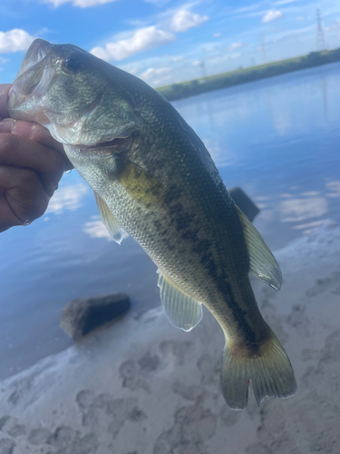 ラージマウスバスの釣果