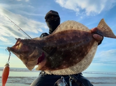 ヒラメの釣果