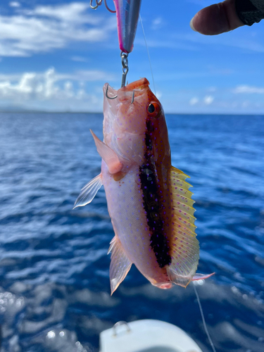 バラハタの釣果