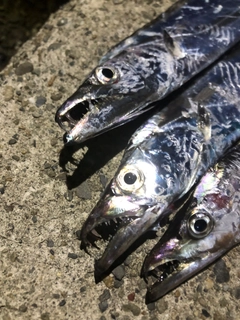 タチウオの釣果