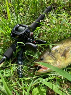 ラージマウスバスの釣果