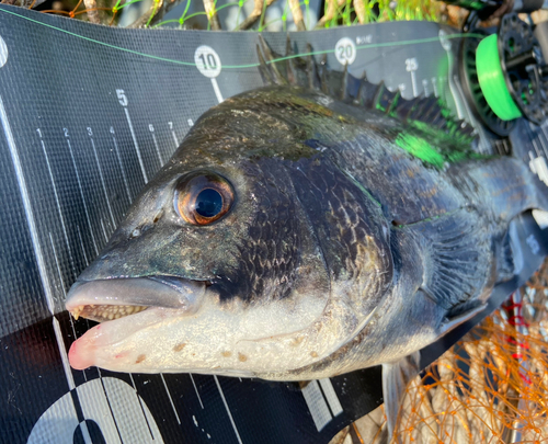 クロダイの釣果