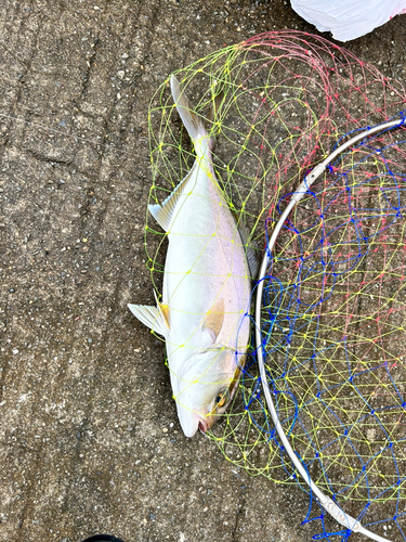 カンパチの釣果