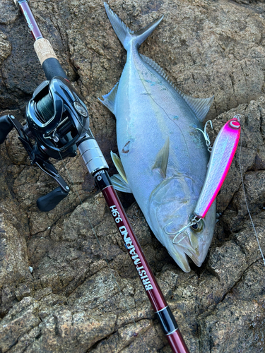 ショゴの釣果