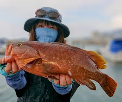 アコウの釣果