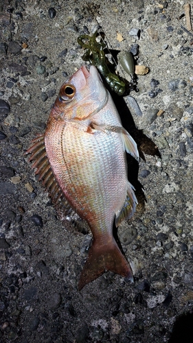 マダイの釣果