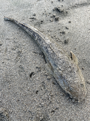 マゴチの釣果