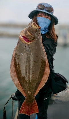 ヒラメの釣果