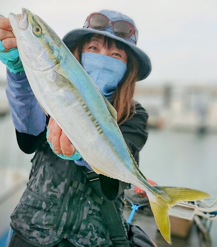 ヒラスの釣果