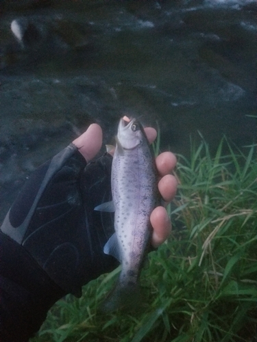 ヤマメの釣果