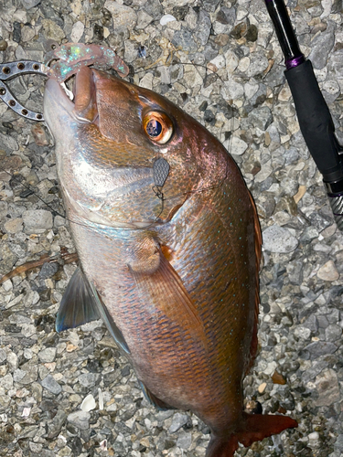 マダイの釣果