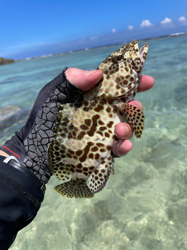 イシミーバイの釣果