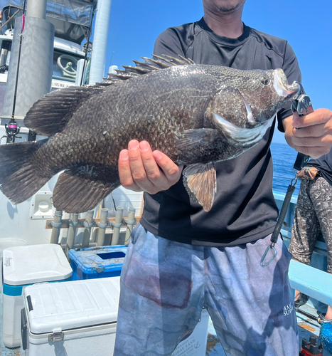 マツダイの釣果