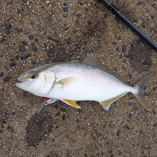 ショゴの釣果