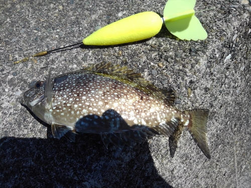 アイゴの釣果