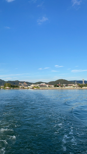 ケンサキイカの釣果