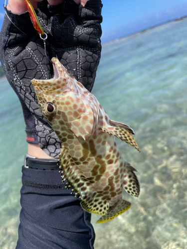 イシミーバイの釣果