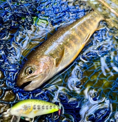 イワナの釣果