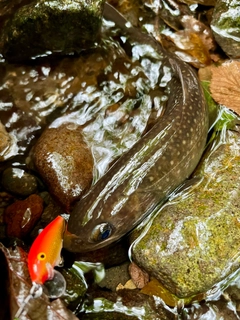 ヤマメの釣果