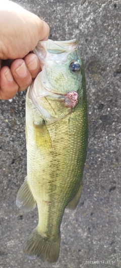 ブラックバスの釣果