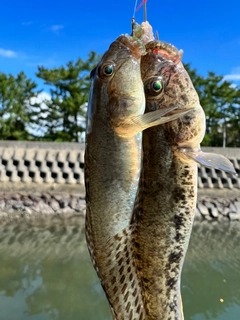 ハゼの釣果