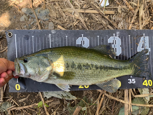 ラージマウスバスの釣果