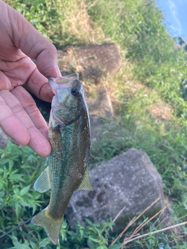 ラージマウスバスの釣果