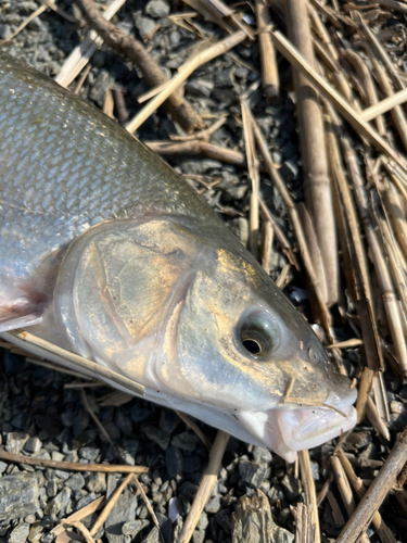 ウグイの釣果