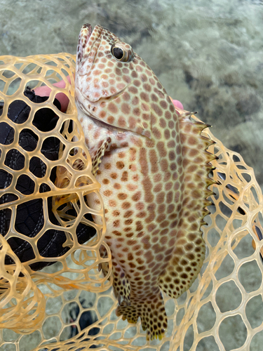 イシミーバイの釣果