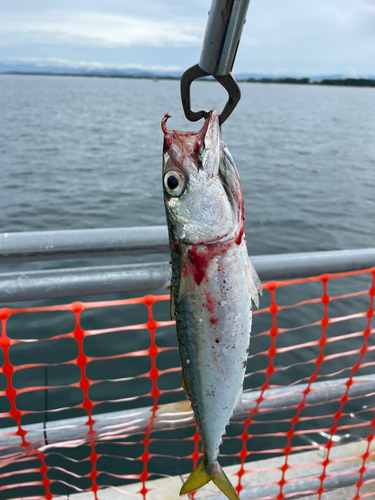 サバの釣果