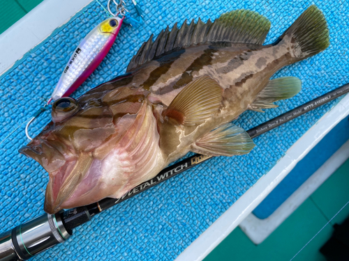 ホウキハタの釣果