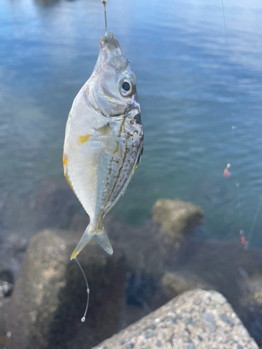 ヒイラギの釣果