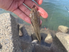 ネズミゴチの釣果