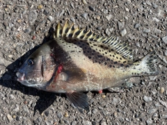 コショウダイの釣果