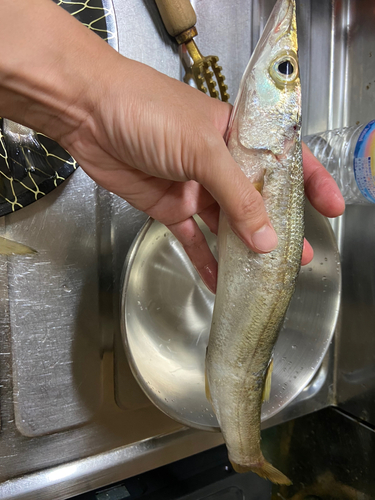 カマスの釣果