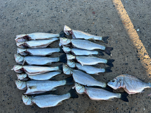 セイゴ（マルスズキ）の釣果